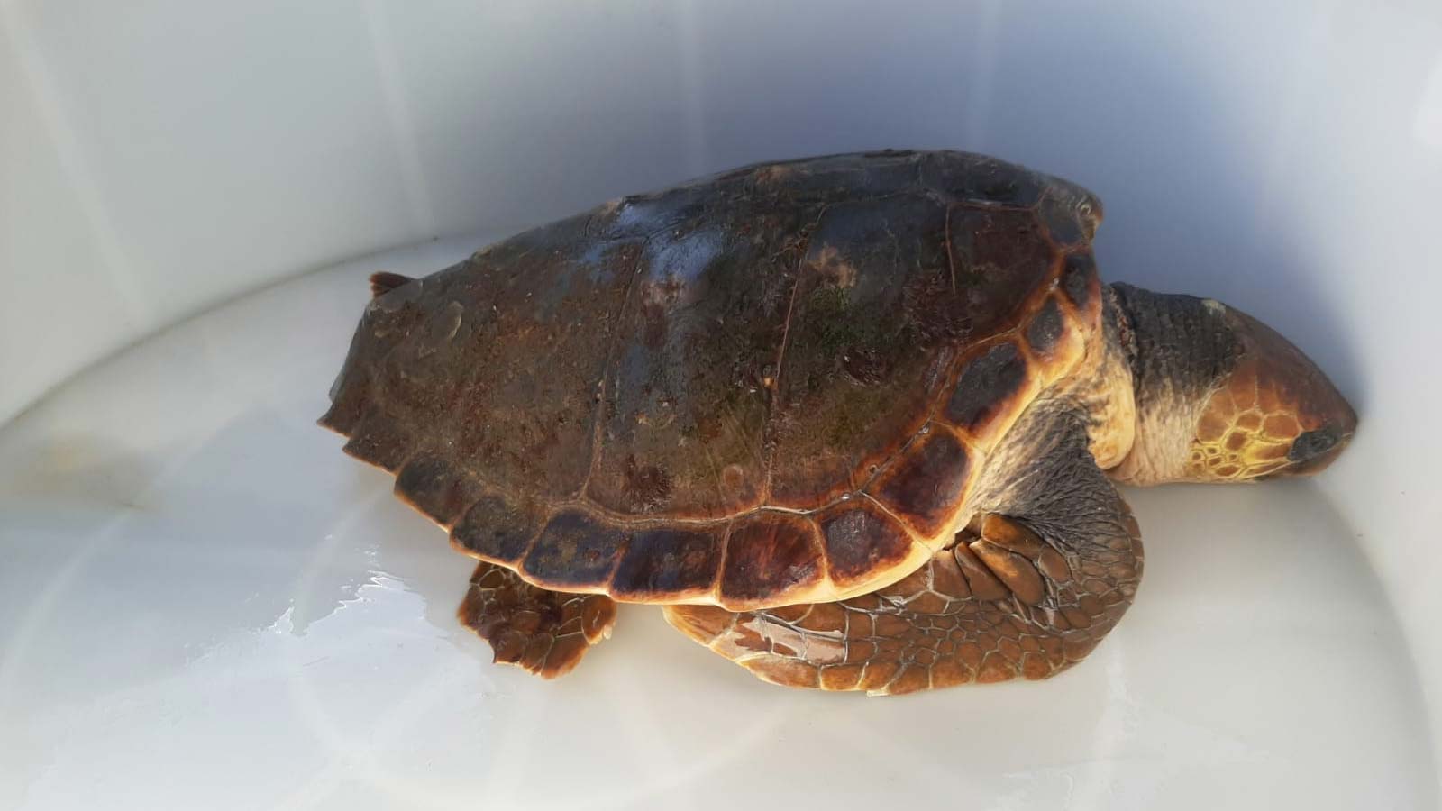 Olbia: recuperate 2 tartarughe marine a Porto Rotondo e Marinella