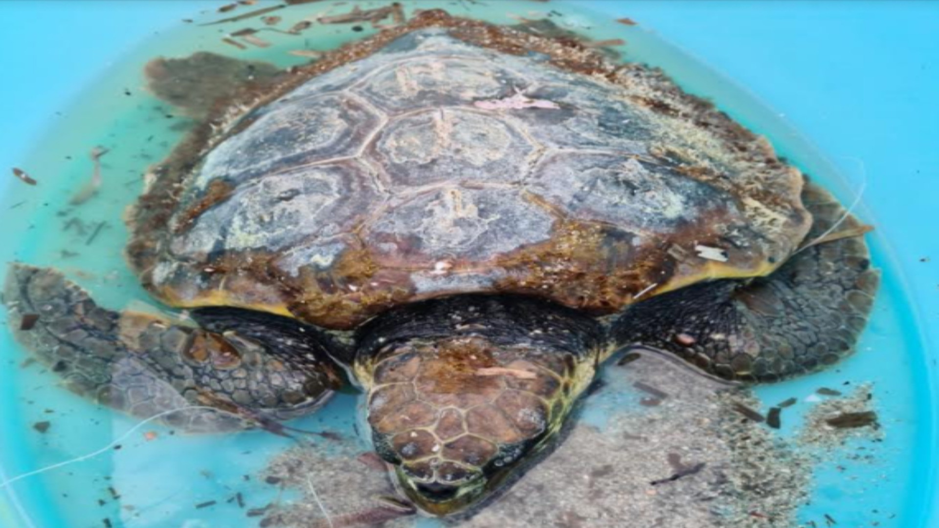 Porto Cervo: azione di salvataggio per tartaruga in gravi difficoltà