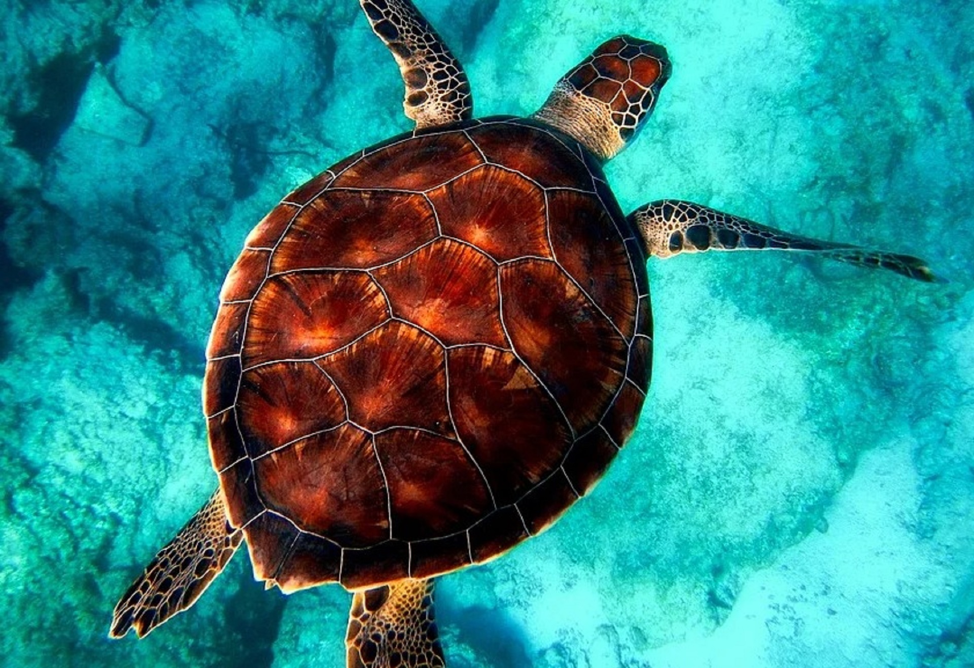 Liberati quattro eseplari caretta caretta: il tracciamento