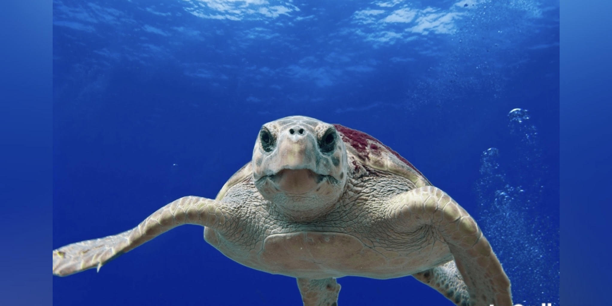 Olbia, monitoraggio nido Caretta caretta: 80 uova sul sito AMP