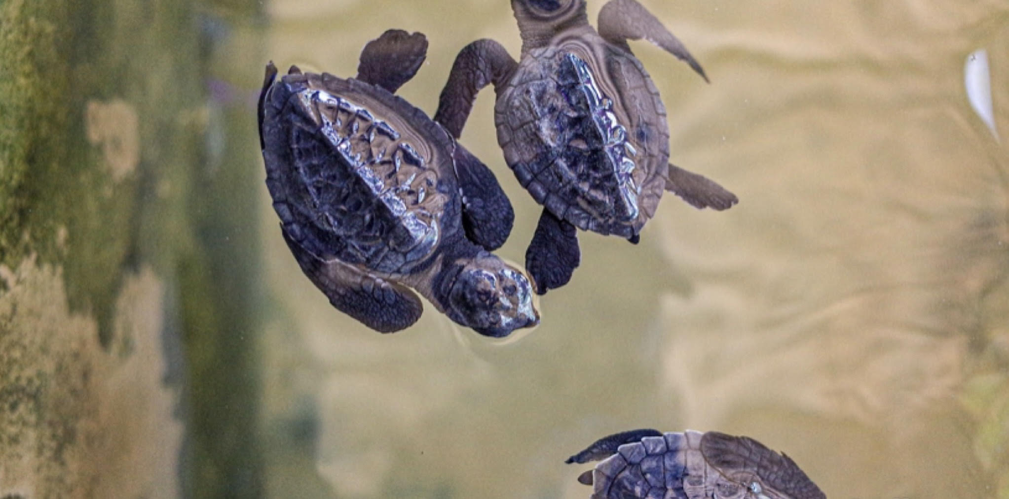 In Sardegna sono nate decine di tartarughe Caretta caretta