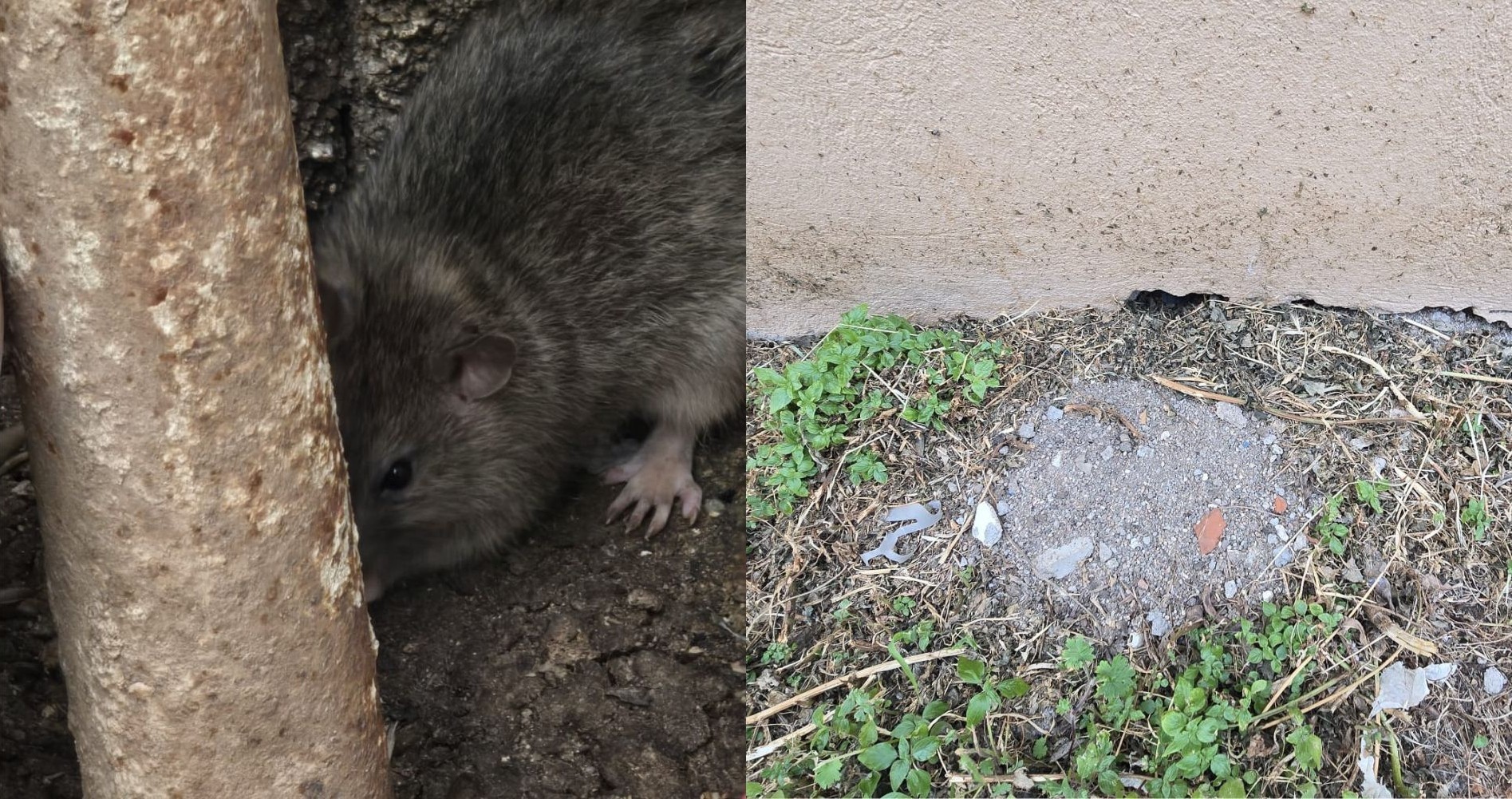 Olbia, allarme pantegane: 