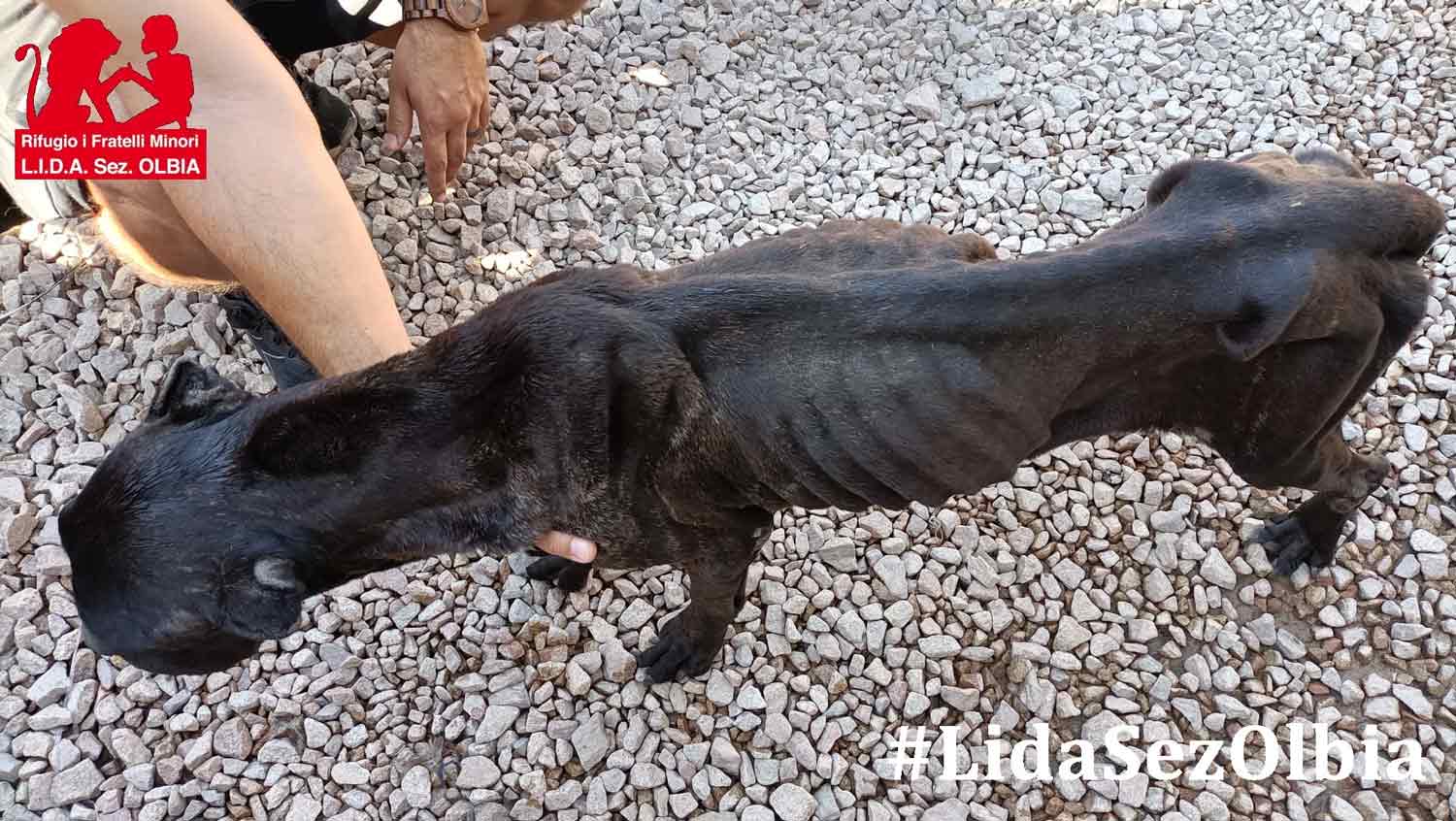 Olbia, ancora un caso disperato: cane ridotto pelle e ossa