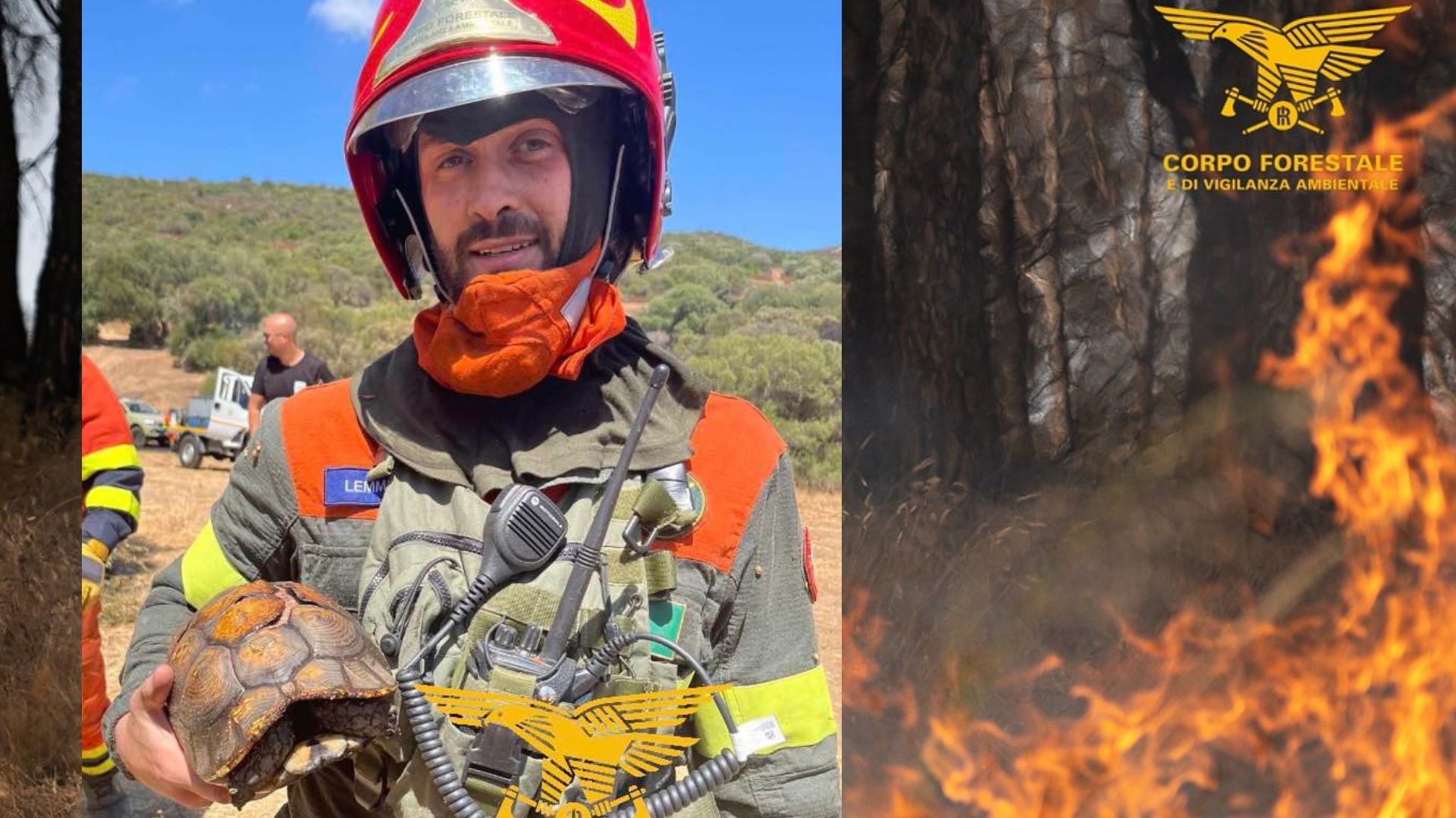 Olbia: tartaruga strappata alle fiamme durante l'incendio di Muddizza Piana