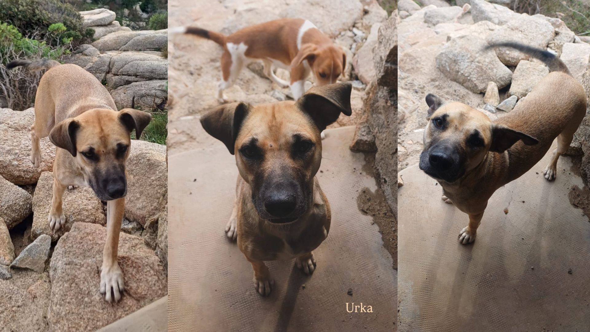 Da Porto Pozzo arriva un accorato appello: aiutiamo Urka a tornare a casa