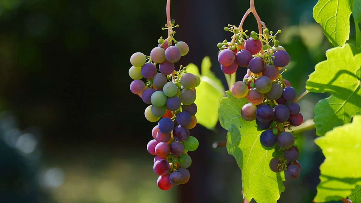 Benvenuto Vermentino, premio letterario ed eventi: ecco un fine settimana interessante