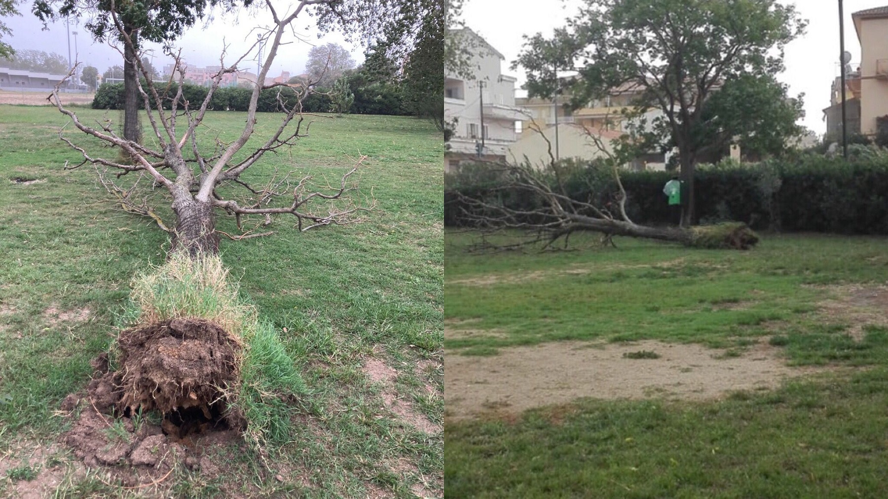 Olbia, Fausto Noce: albero sradicato dal vento