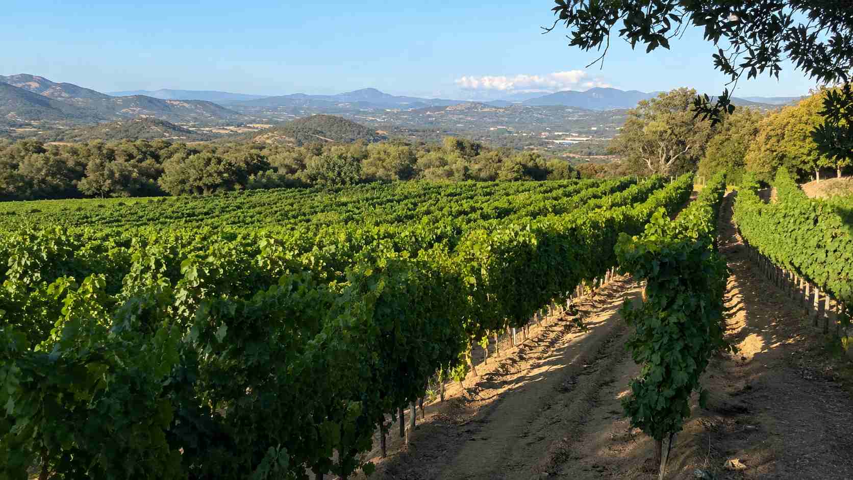 Caldo record in Gallura, rinviata la serata tra vino e tradizioni alla Cantina del Vermentino di Monti