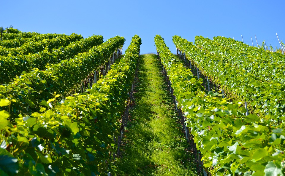 IMU agricola: ecco le scadenze e chi ha diritto alle esenzioni