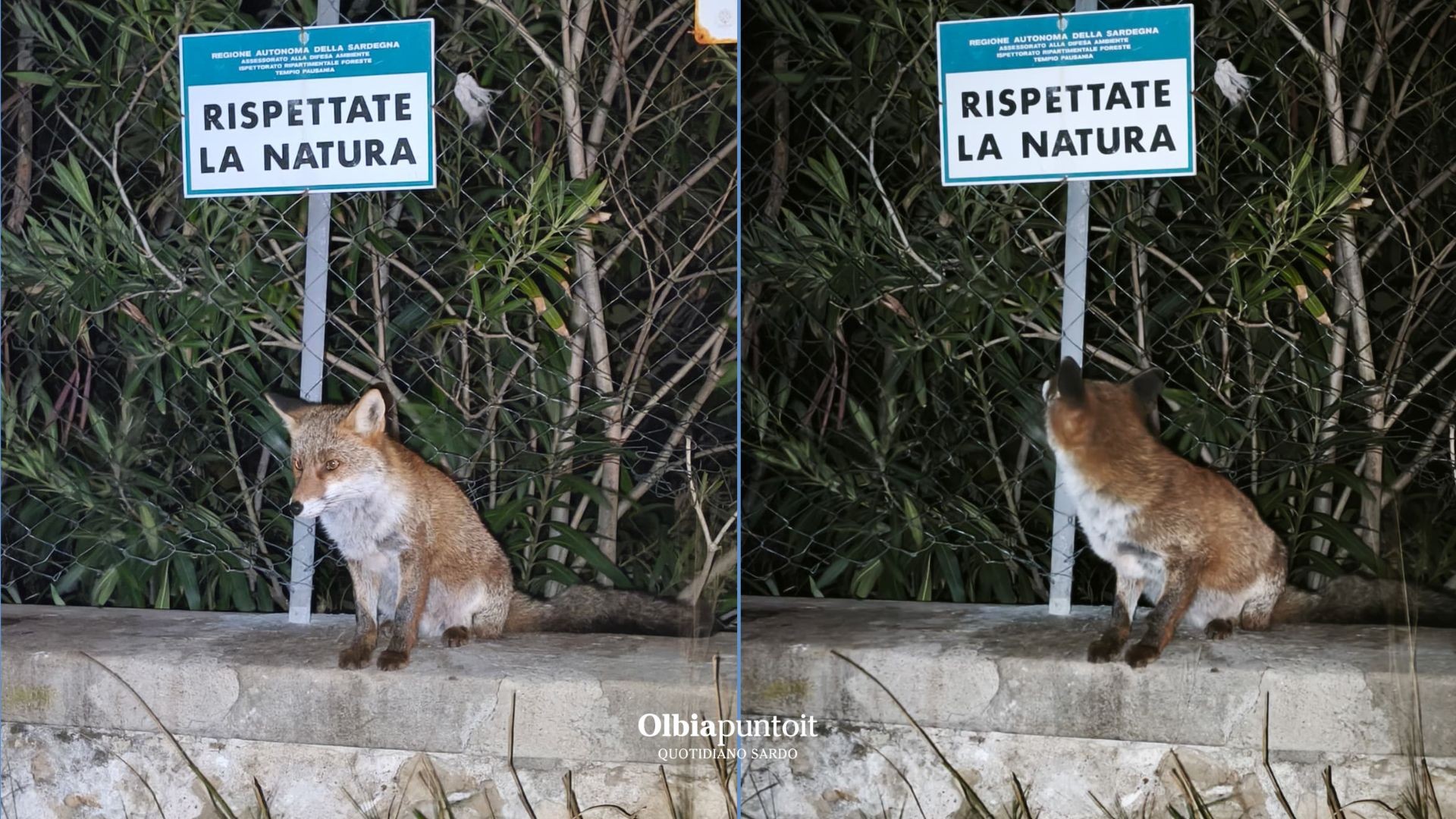 Golfo Aranci, foto della settimana: una volpe sotto il cartello 