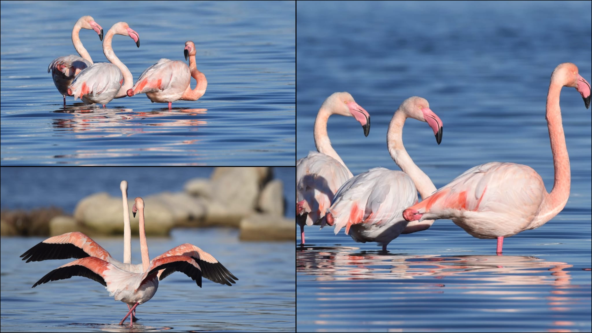 Olbia, l'eleganza dei fenicotteri in un collage