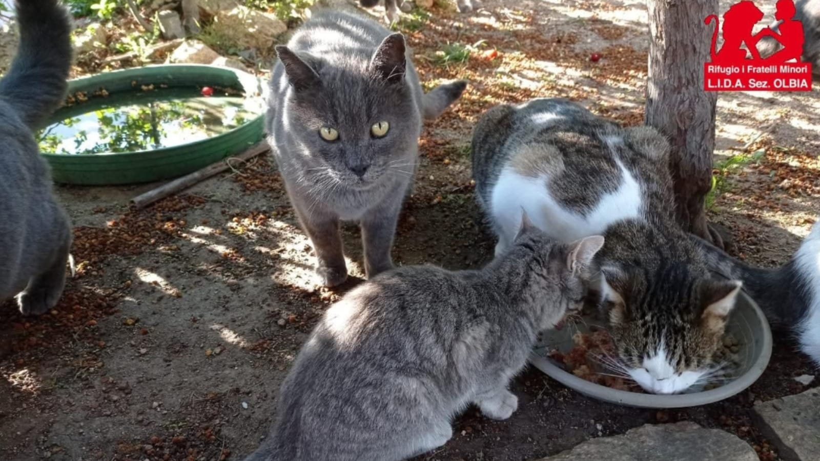 Olbia, spazzati via i rifugi per gatti costruiti dalla Lida in via Latina
