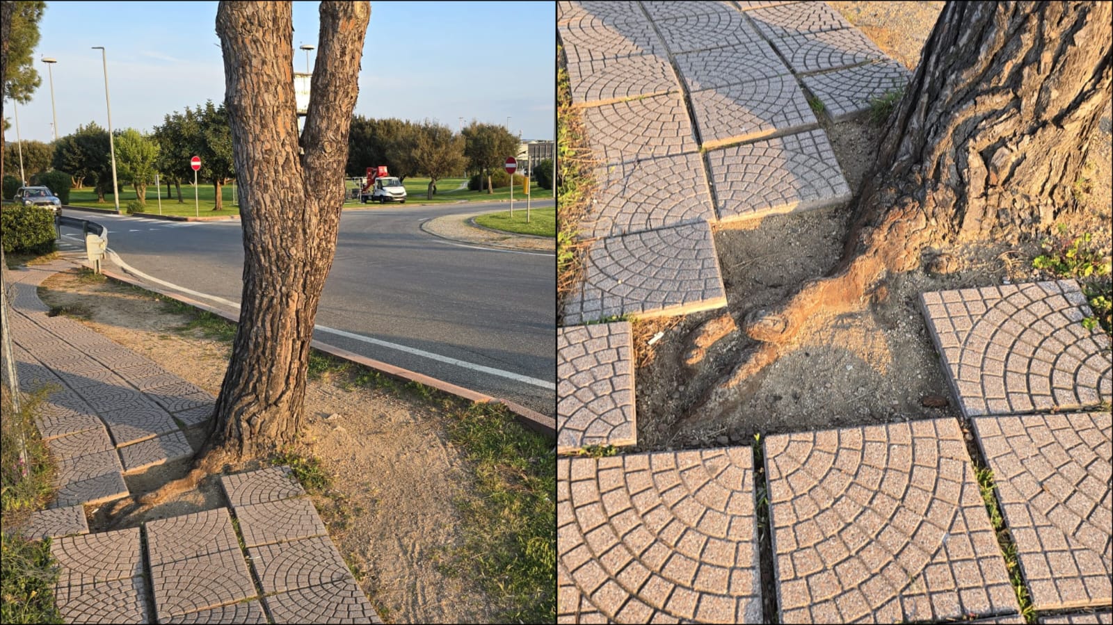 Olbia, radici che fuoriescono dal marciapiede in zona Aeroporto