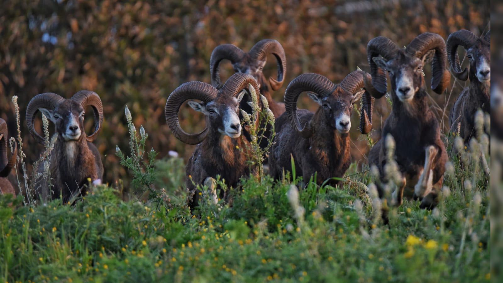 Golfo Aranci, una squadra di mufloni