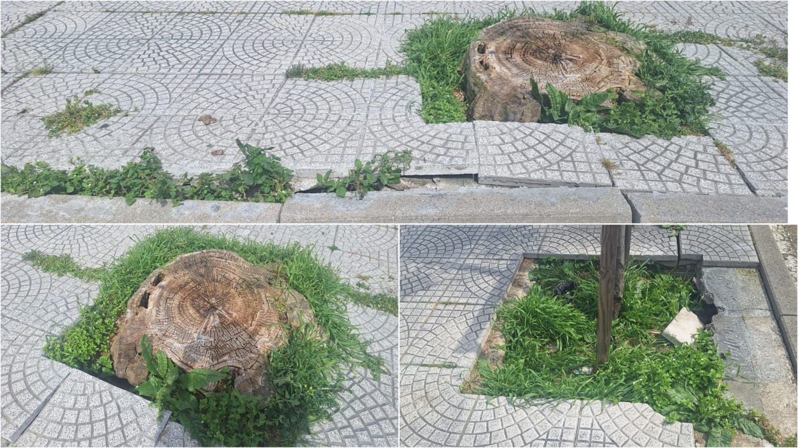 Olbia, aiuole pericolanti in via Fausto Noce