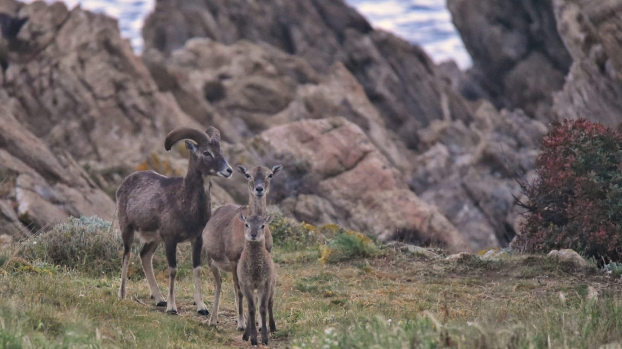 Golfo Aranci, una simpatica famiglia di mufloni 