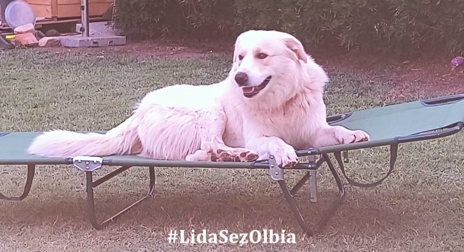 Olbia, cane ucciso a fucilate nel cortile di casa e proprietario minacciato