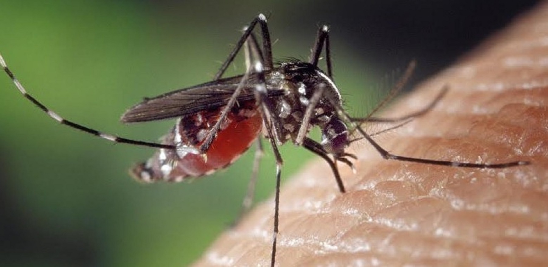 Secondo caso di malaria registrato a Sassari