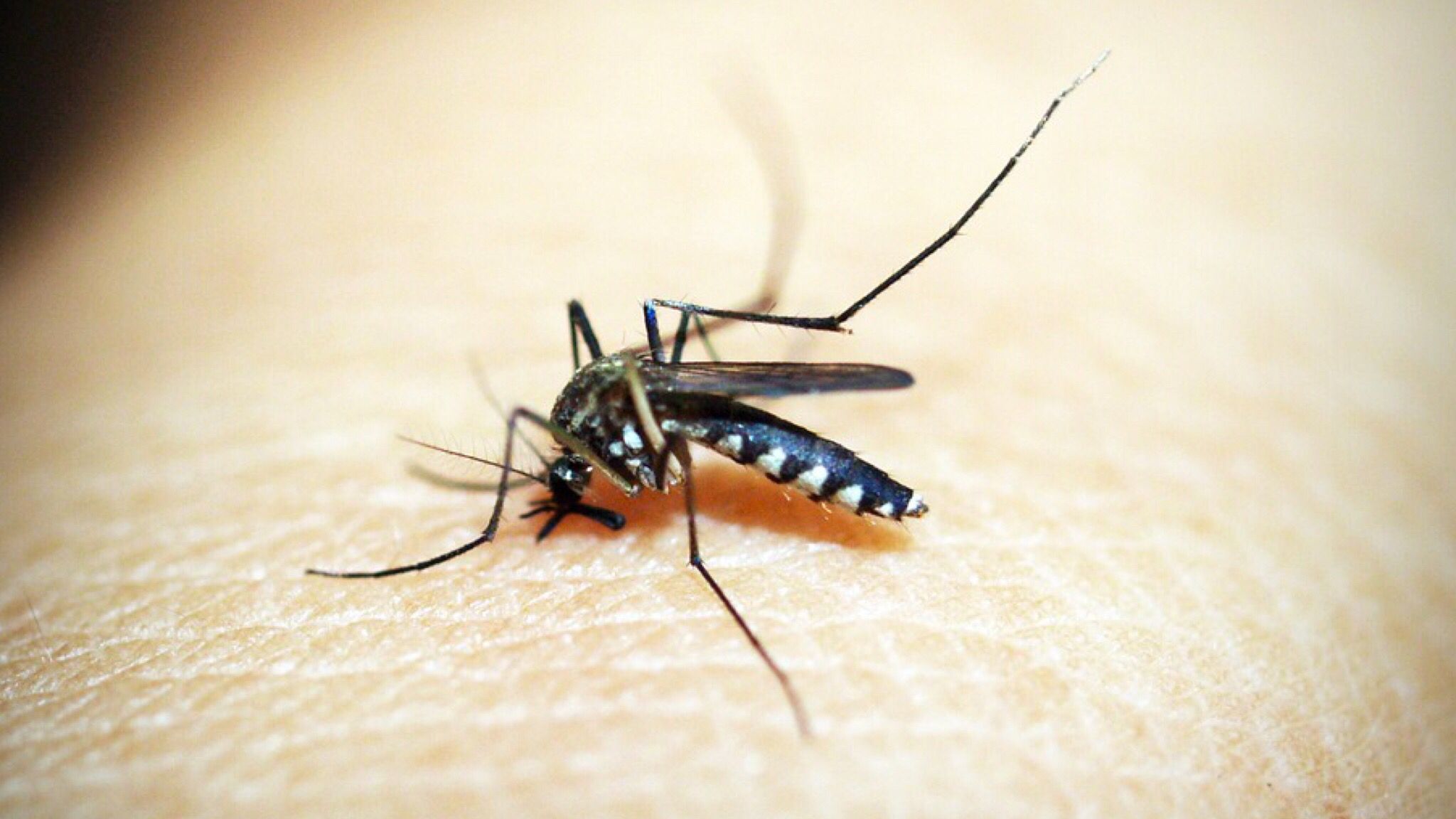Olbia: registrato un caso di febbre Dengue