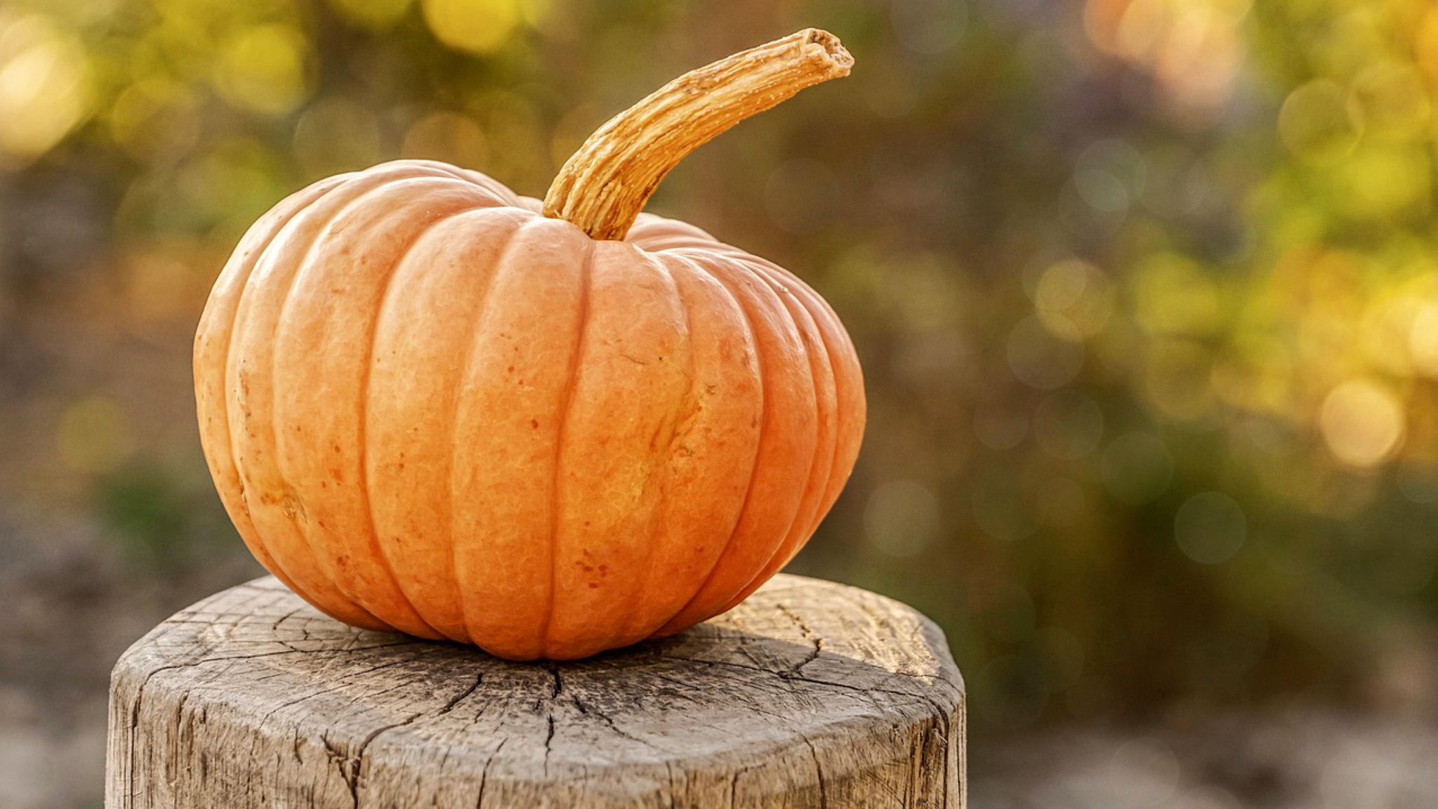 La protagonista dell'autunno ma anche di Halloween? La zucca